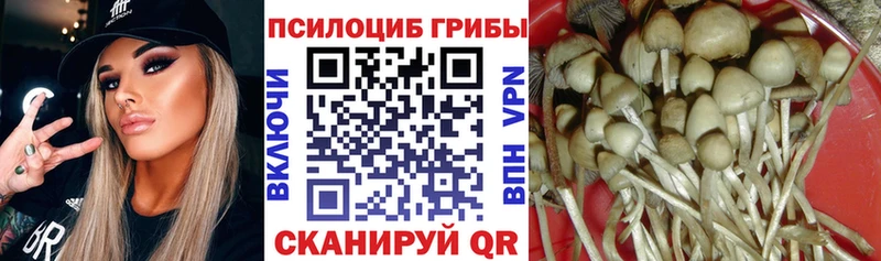 Купить закладки  Сковородино  Галлюциногенные грибы GOLDEN TEACHER 